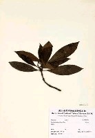 九節木藏品圖，第3張